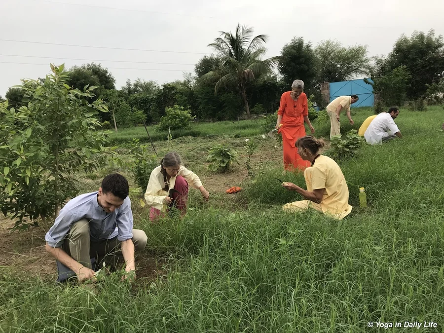 Cleaning weeds in our ornamental garden